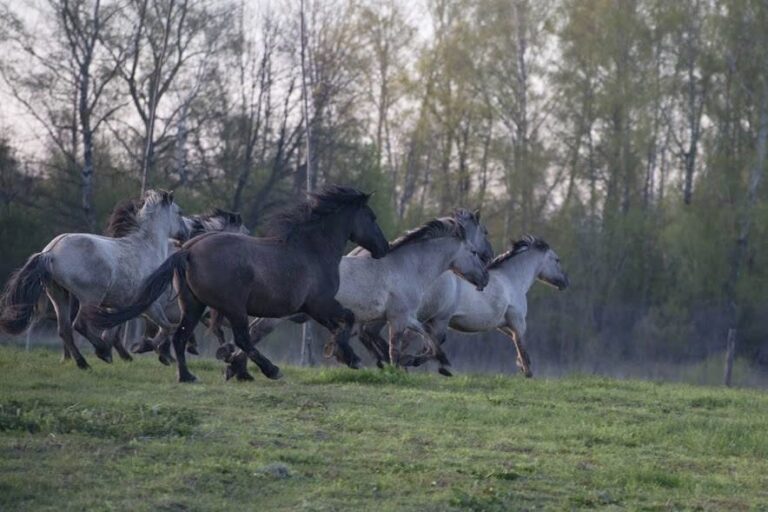 Jazda na konikach polskich w Roztoczańskim Parku Narodowym