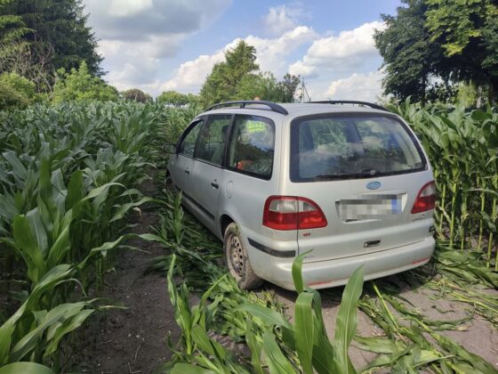 345 224336 Uciekał przed policją. Zatrzymała go kukurydza (zdjęcia)