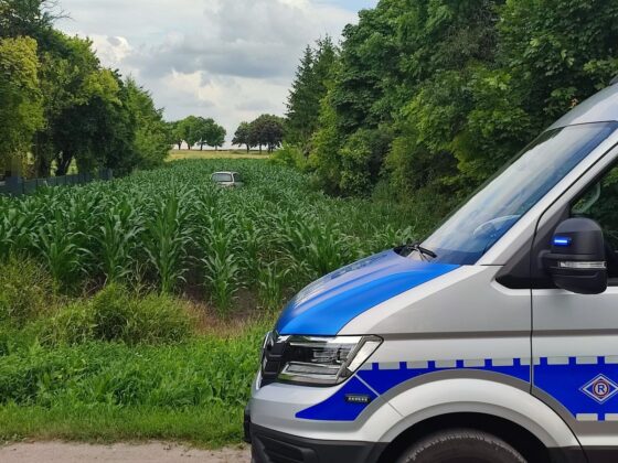 345 224337 2 Uciekał przed policją. Zatrzymała go kukurydza (zdjęcia)