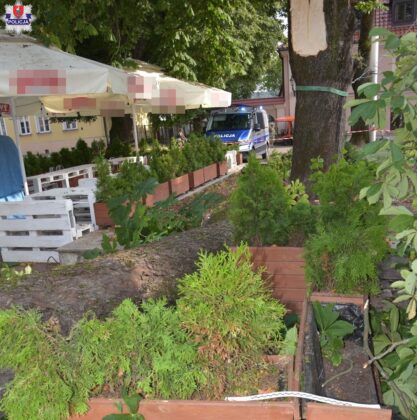 361 224313 W Zamościu konar odłamał się od drzewa i spadł na ludzi (zdjęcia)