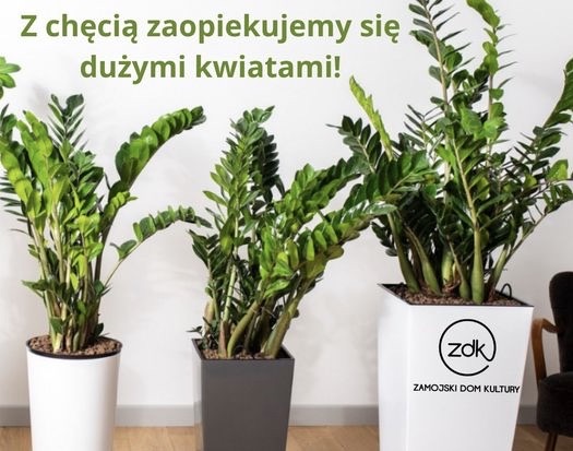 Dużą, niechcianą roślinę możesz oddać w dobre ręce. ZDK organizuje zbiórkę