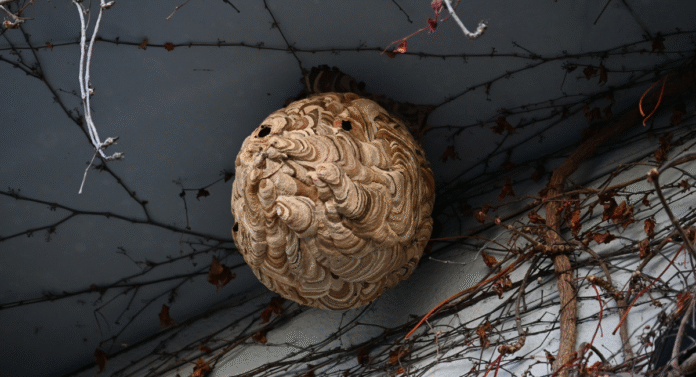 główne_usuwaniegniazdszerszeniios usuwanie gniazd szerszeni i os