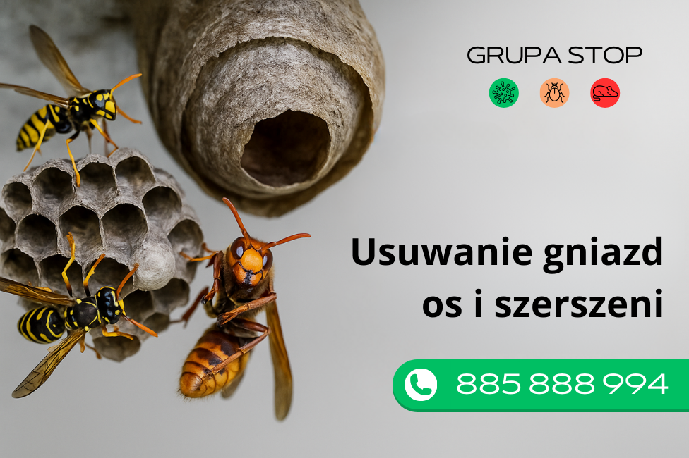 usuwanie gniazd os i szerszeni Grupa Stop usuwanie gniazd os i szerszeni Grupa Stop