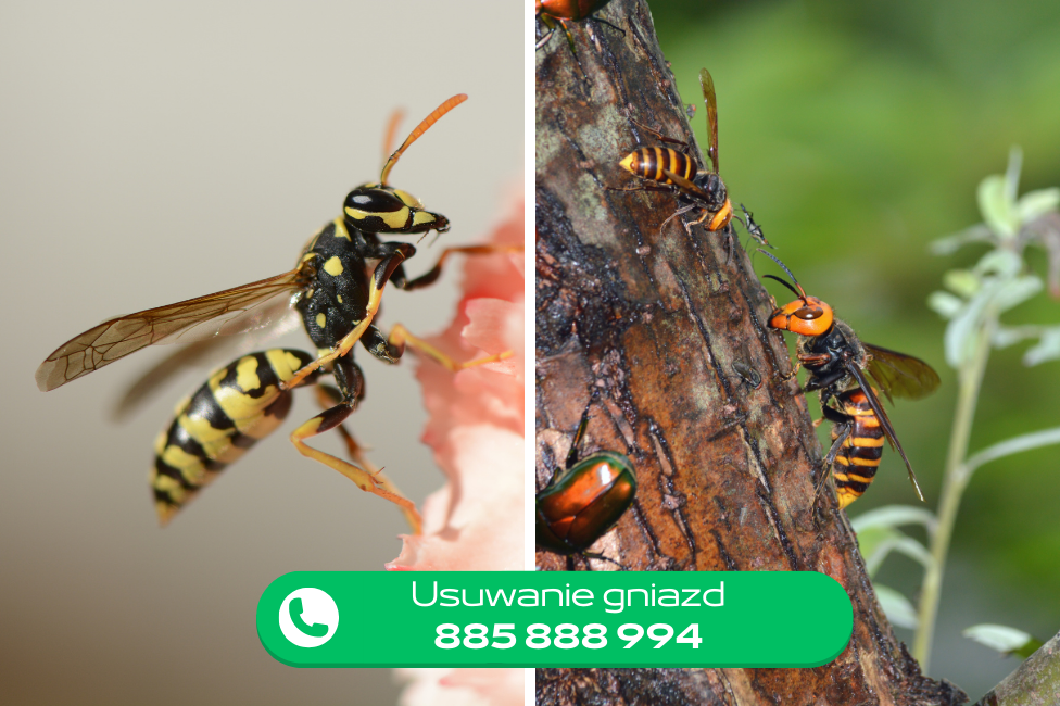 usuwanie gniazd os i szerszeni grupastop.pl usuwanie gniazd os i szerszeni grupastop.pl